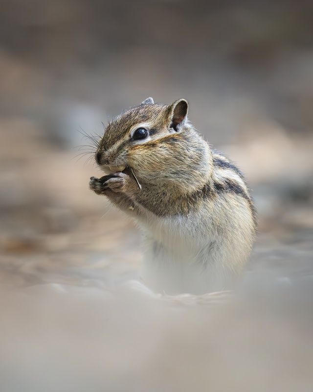бурундук, звери, млекопитающие, природа Бурундук и семечка фото превью