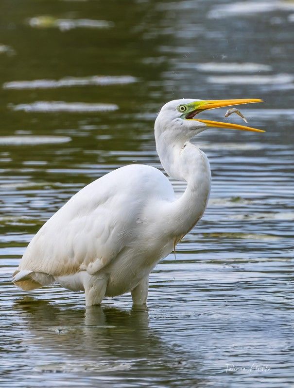 птицы Цапля большая белая и рыбка маленькая серая. фото превью