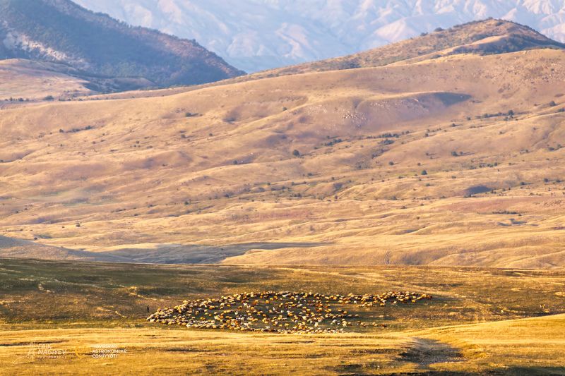 Не одинокий пастух фото превью