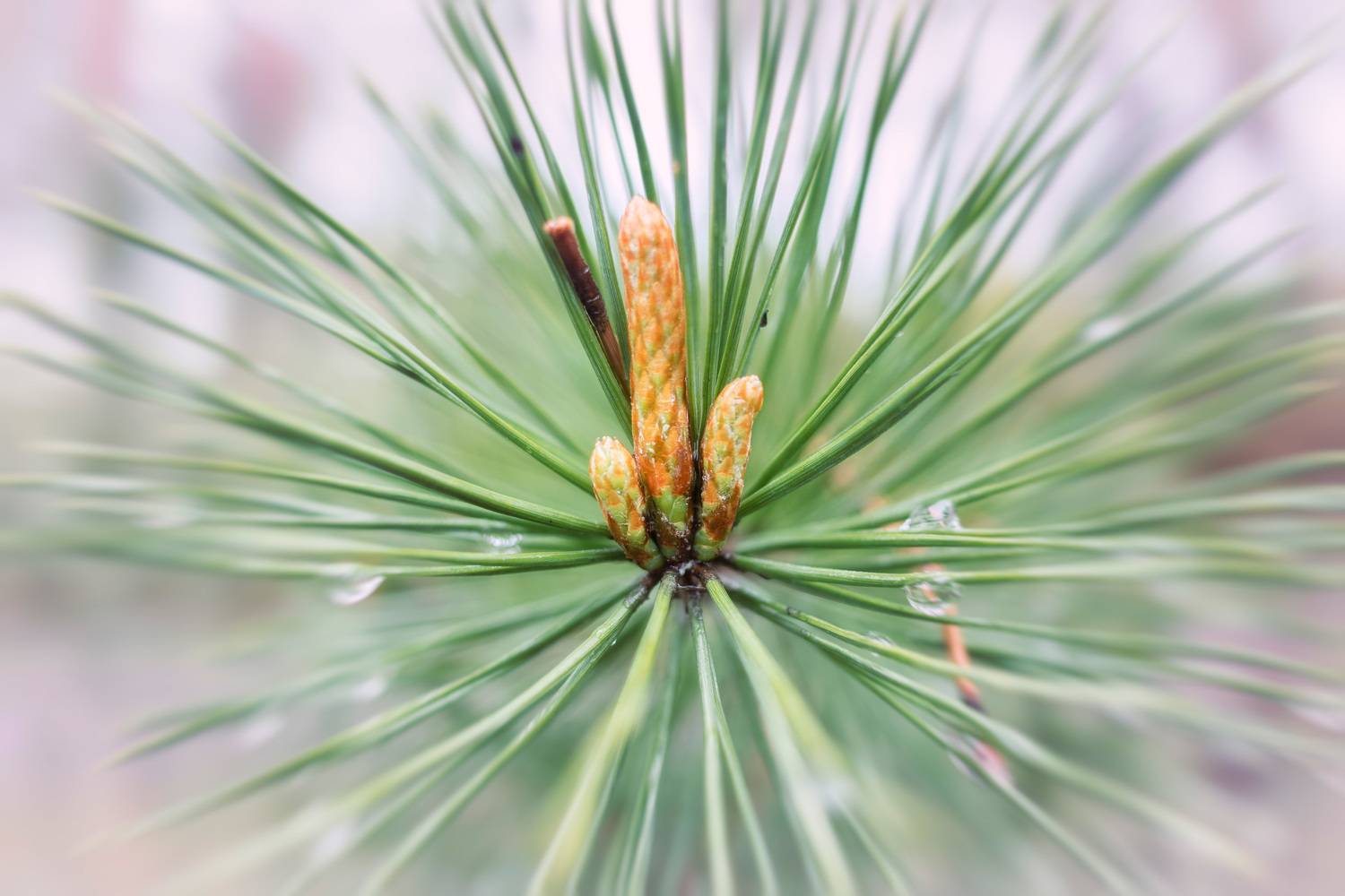 лес, Валерий Вождаев