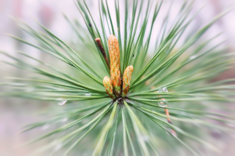 лес После дождя фото превью