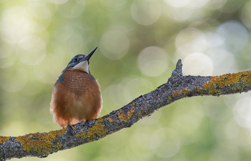 птицы, зимородок, лето, весна, фотоохота, природа Мечты фото превью