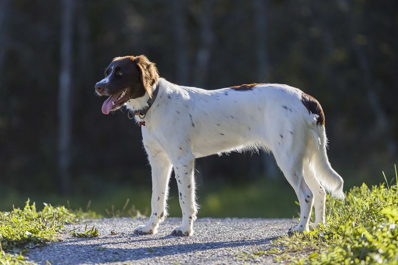 Дрентская куропаточная собака фото превью
