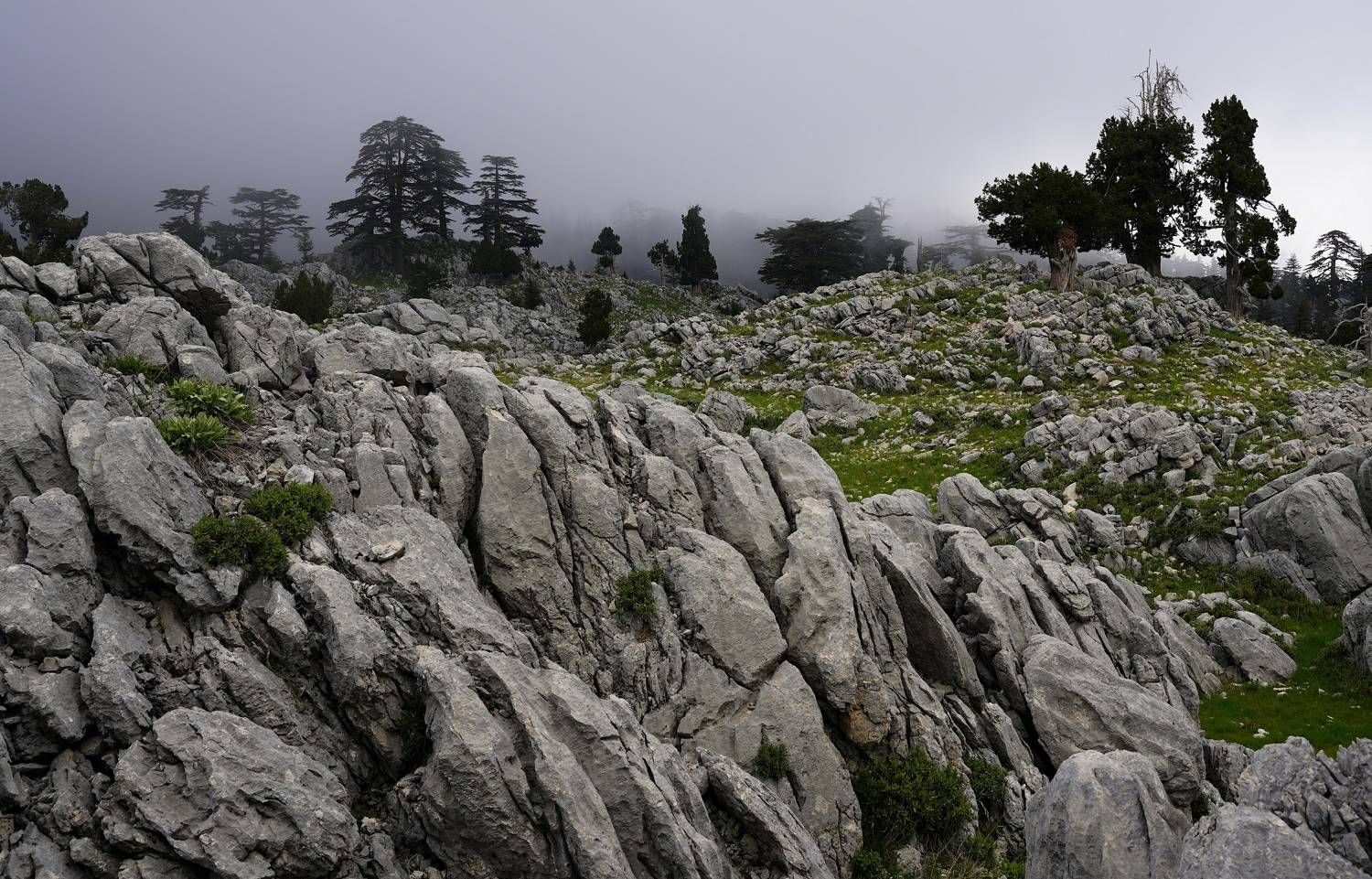 ,  Сергей Андреевич