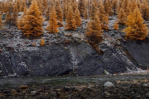 Увяданья золотом охваченный...