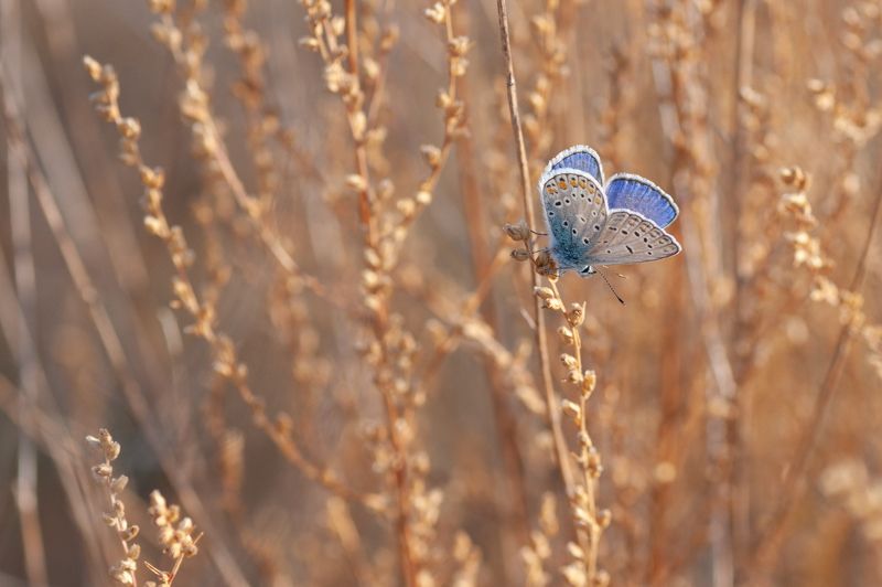 Осенняя голубянка фото превью