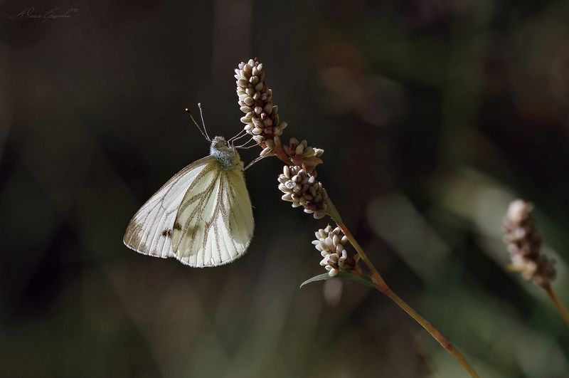 белянка, капустница, горец, бабочка Белянка и горец фото превью