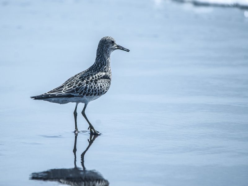 Птицы Камчатки.Кулик. фото превью