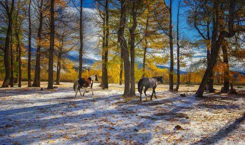 Прогулка в роще