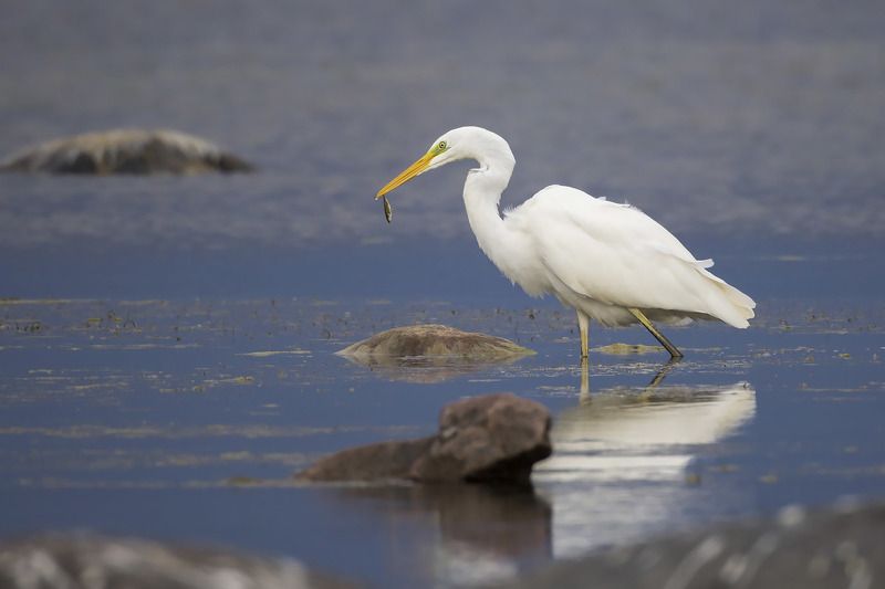 ББЦ фото превью