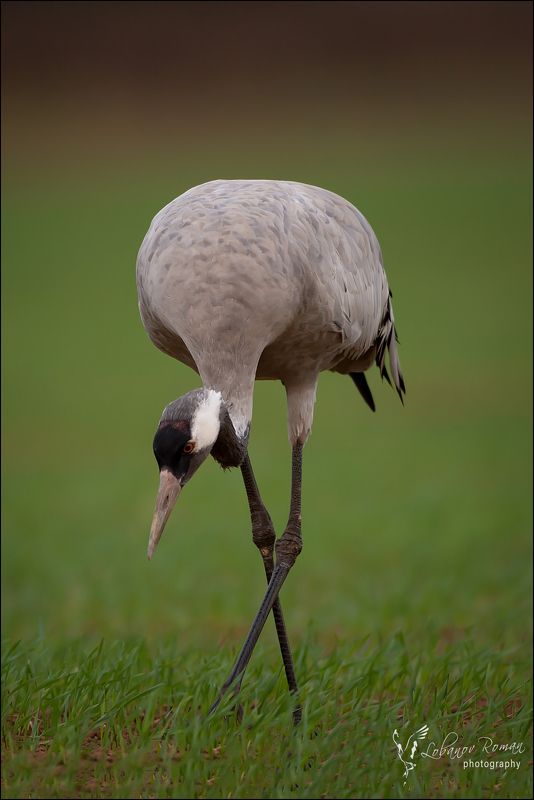 * * * фото превью