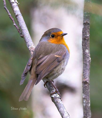 Зарянка (Erithacus rubecula)