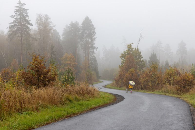 Туман, лес, дорога Дорога в туман фото превью