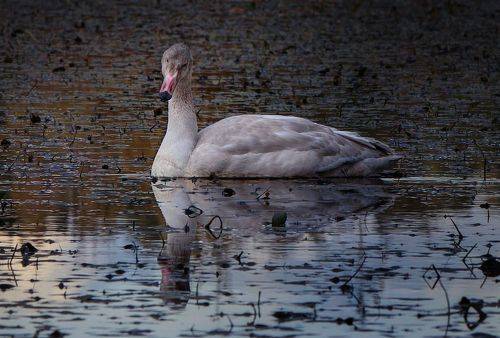 юноша Нарцисс