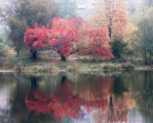 Огненное дерево