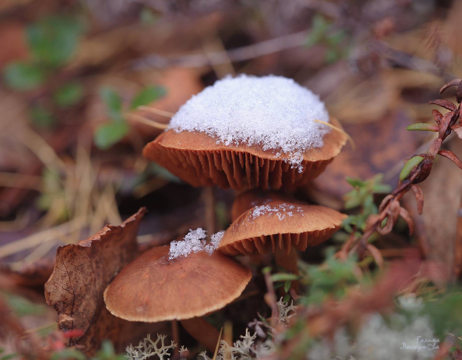 грибы, споры, снег, лес, тундра, заморозки, Галина Лоскутова