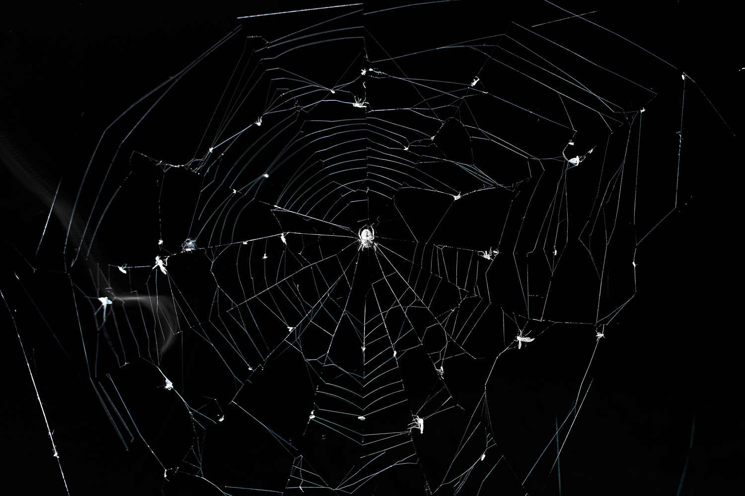 spider, volgograd, russia, wildlife, , Павел Сторчилов