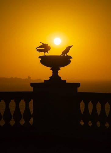 Рассветные танцы Боспорских грачей.