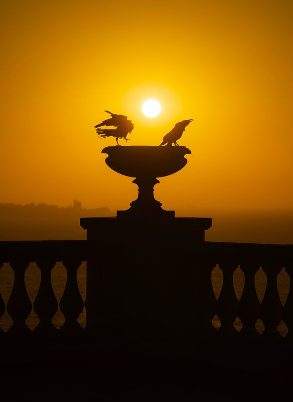 Рассветные танцы Боспорских грачей. фото превью