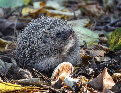 Ёжик в осеннем лесу.. 4фото