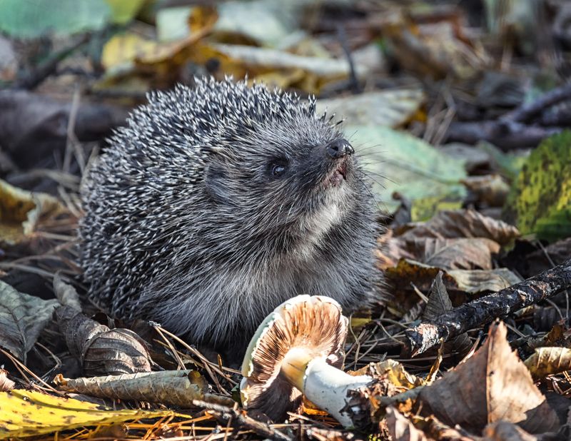 лес, ёжик, осень, Ёжик в осеннем лесу.. 4фото фото превью