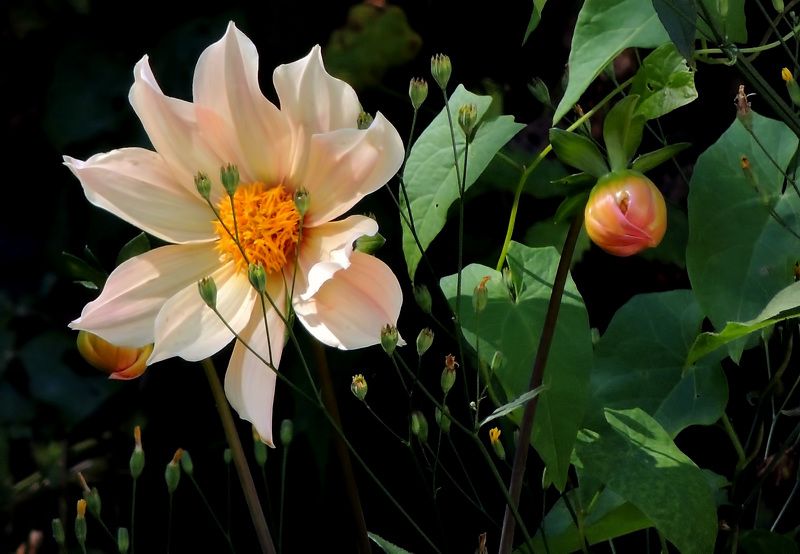 фото превью