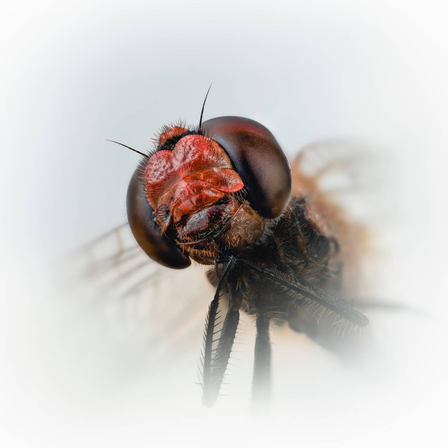 стрекоза кроваво-красная, sympetrum sanguineum, Kavaliauskas Eugenijus