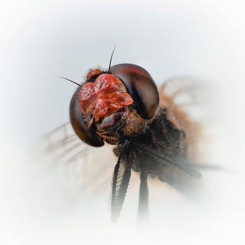 Стрекоза кроваво-красная