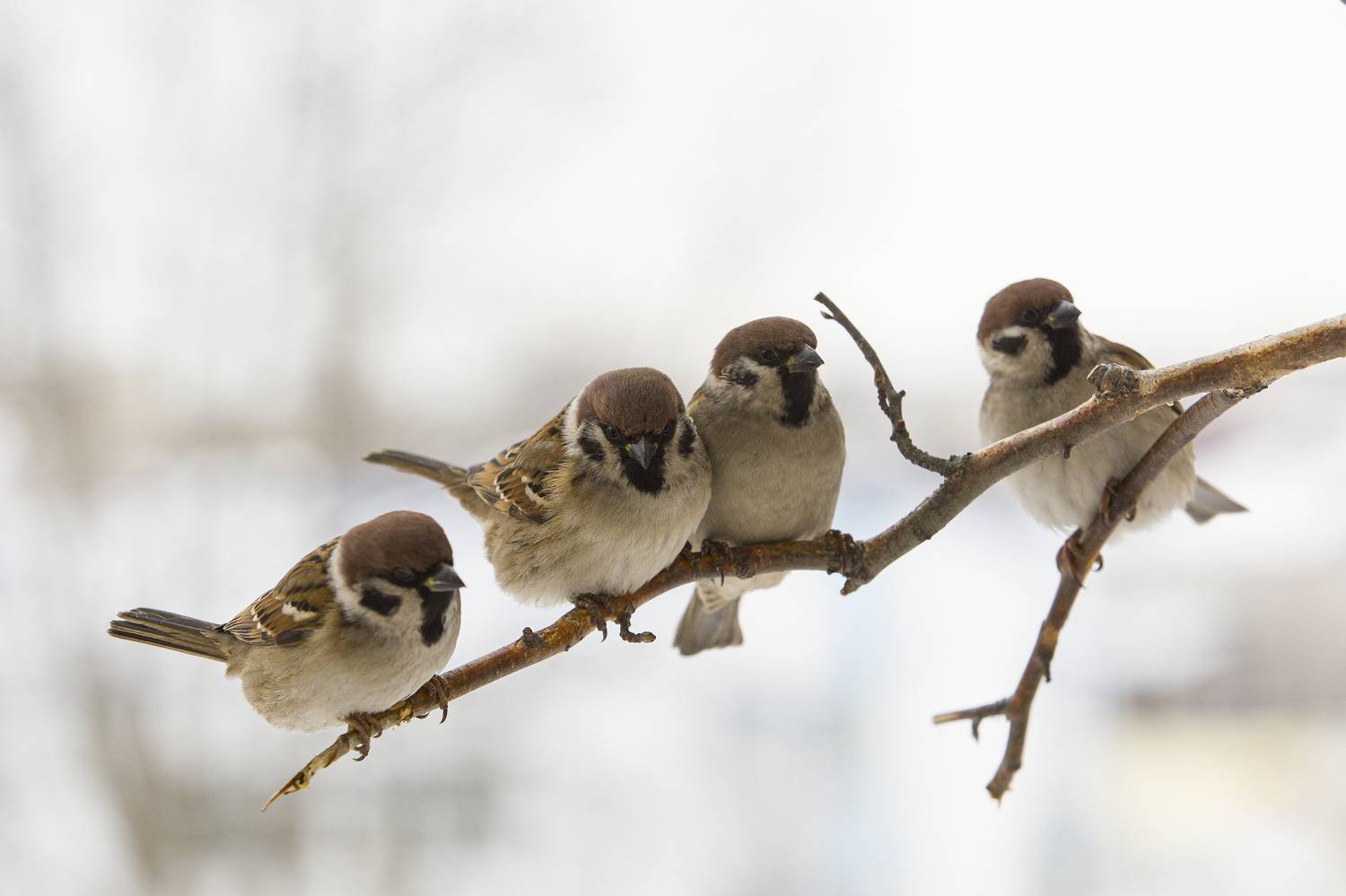 , Валерий Черняк