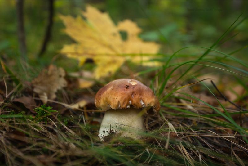 александрийский парк, петергоф, грибы, nature, санкт-петербург Октябрь в Петергофе фото превью