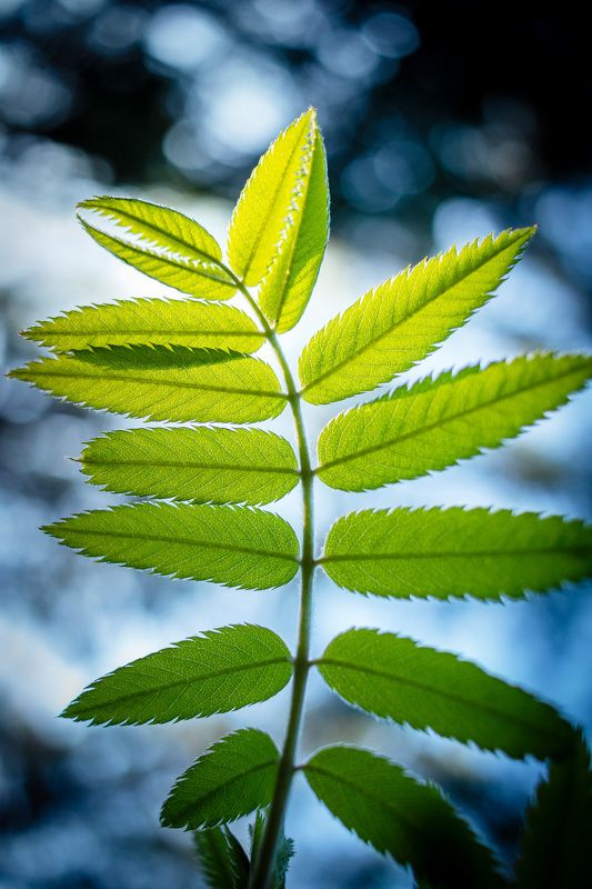 Лесная флора фото превью