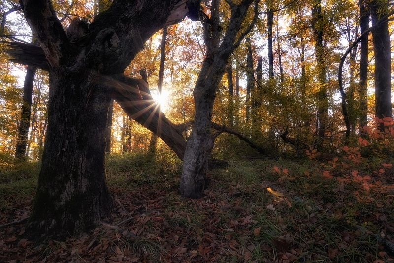 В лесу фото превью