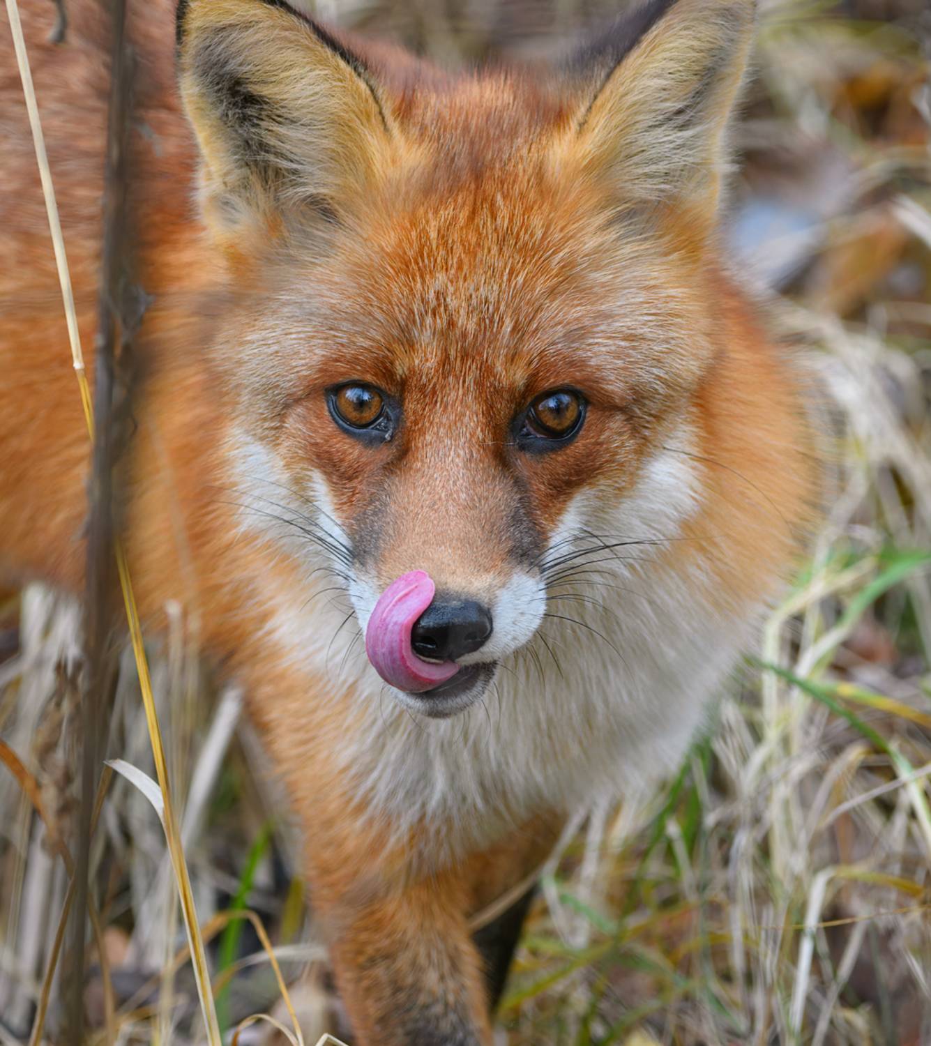 лиса, Михаил