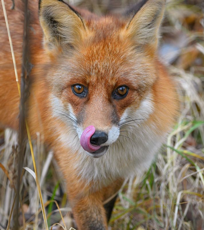 лиса Хитрый лис фото превью