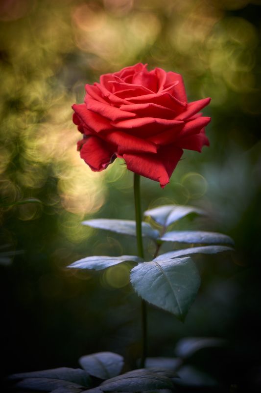 Алый отблеск остывающего лета... фото превью