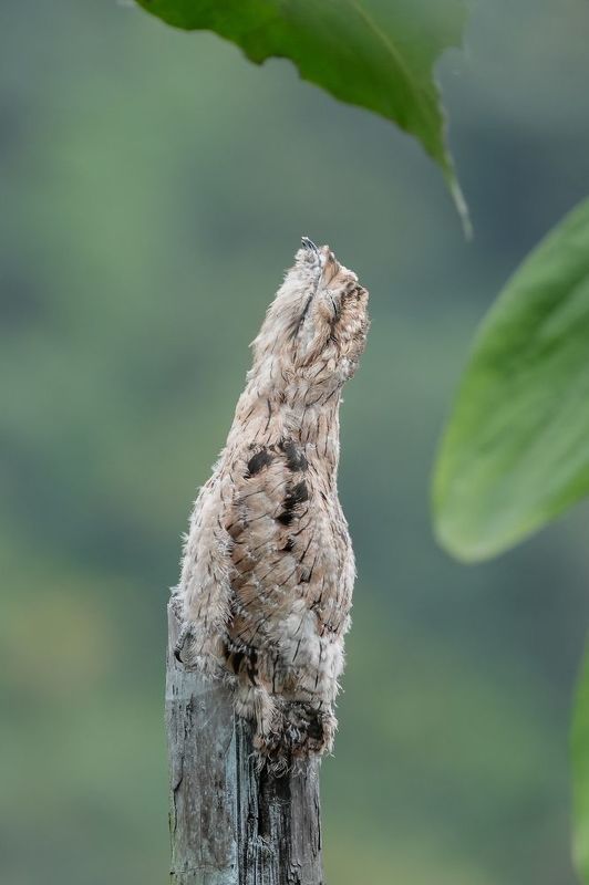 夜莺 фото превью