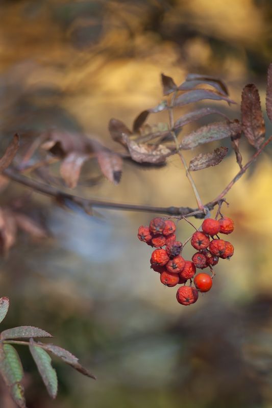 Рябиновое сердце фото превью