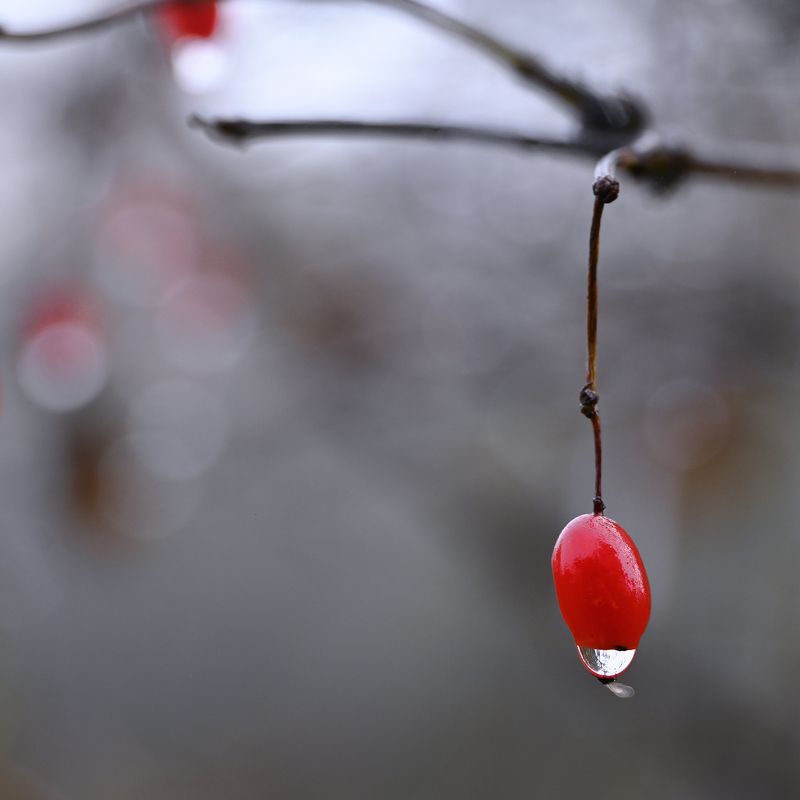 Слезы осени фото превью