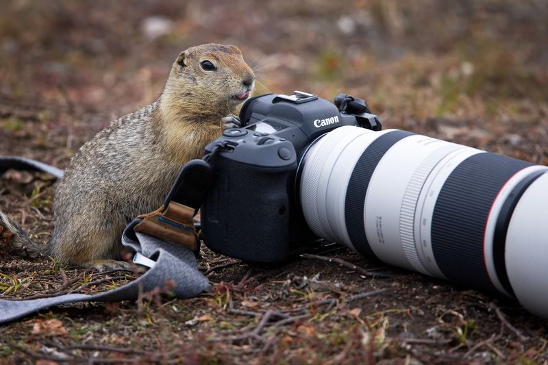 Фотолюбитель фото превью