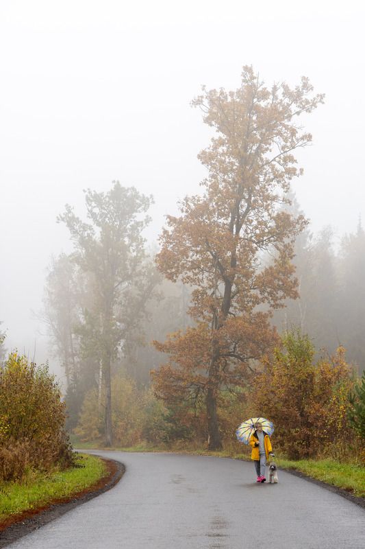 Туман, дорога, лес, дуб  фото превью
