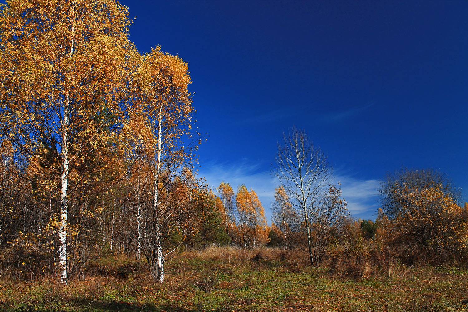 осень, октябрь, Курочкина Диана