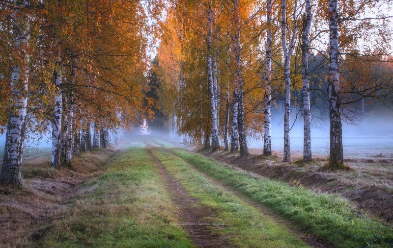 павловский парк, павловск, павловский, пейзаж, landscape, косуля, nature, санкт-петербург, питер, царское село, animal Осенняя аллея фото превью