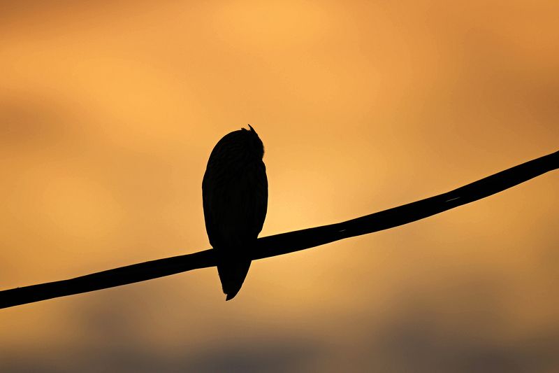 Short eared owl фото превью