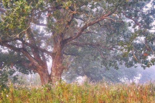 Утро под старым дубом