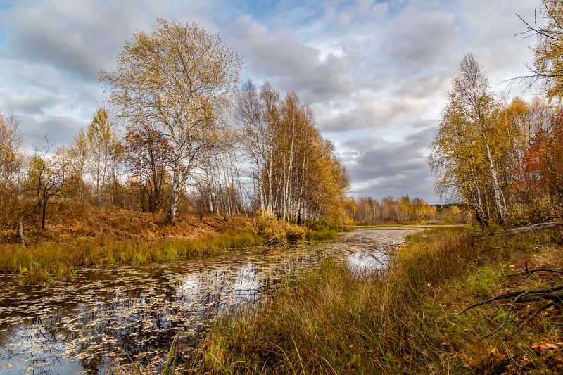 осень, озеро, лес, берег, жёлтый, берёзы. Золотой октябрь. фото превью