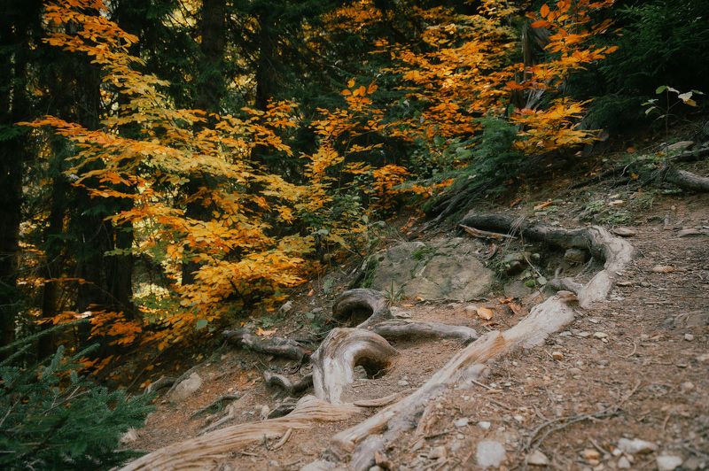 dombay, caucasus, forest, landscape, leaves, nature, mountains, autumn, В лесу. фото превью