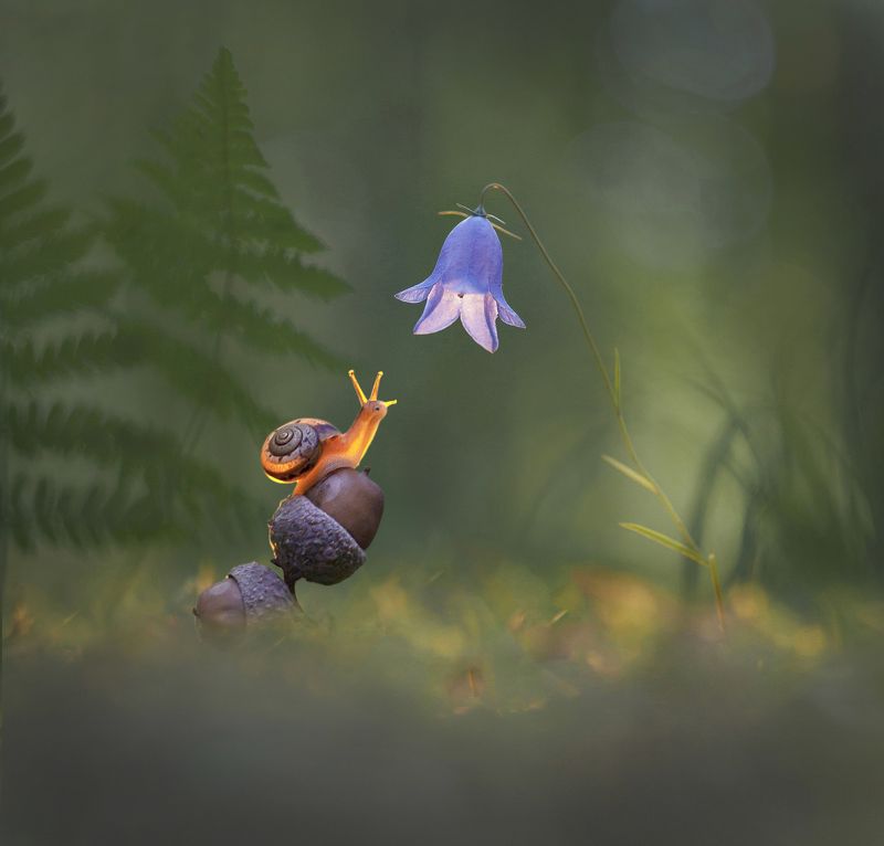 улитка, макрокрасота, колокольчик, макромир Каждый расцветает в свое время фото превью