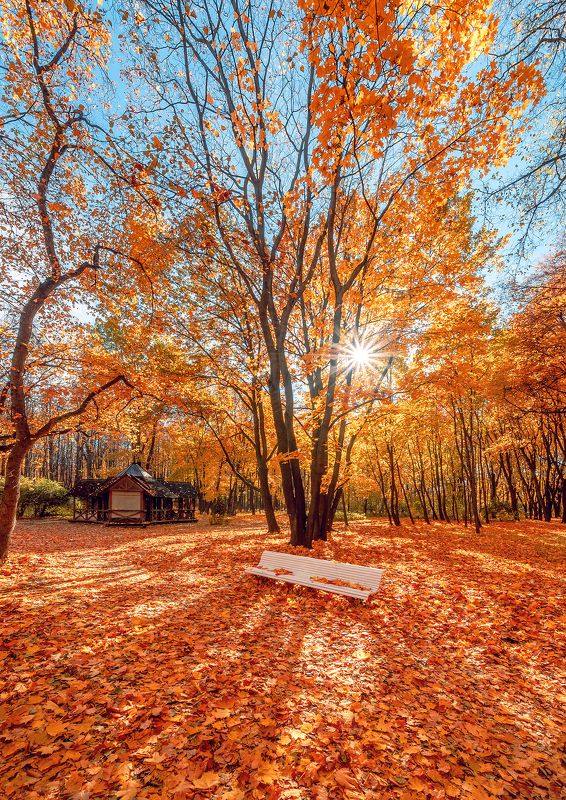 москва, осень, нескучный сад, autumn, moscow  фото превью