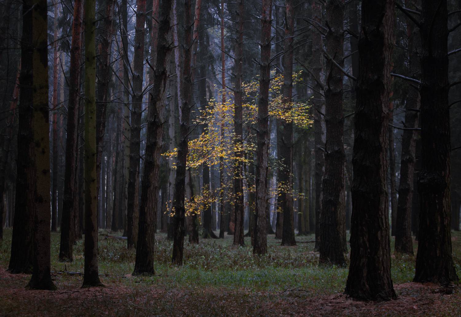 лес, свет, утро, природа, Баранов Олег