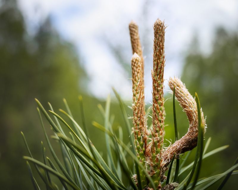 лес Лесная зарисовка фото превью
